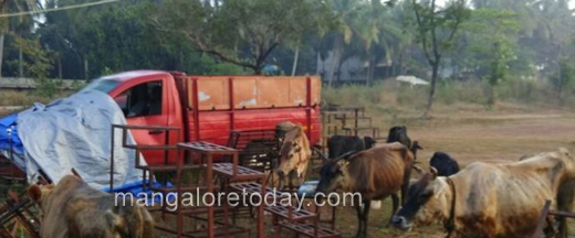 cattle 22 nov 17
